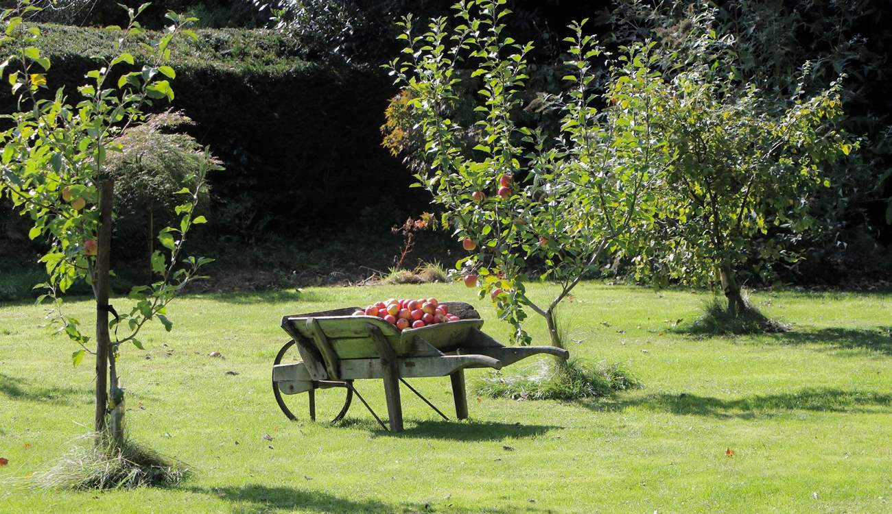 Apple orchards are symbolic of Somerset.