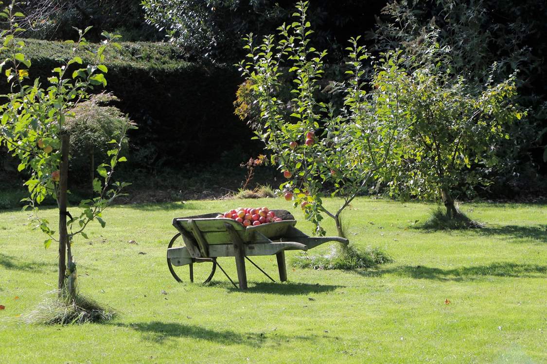 Apple orchards are symbolic of Somerset.