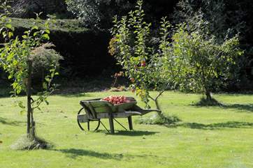 Apple orchards are symbolic of Somerset.