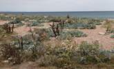 A stunning spectacle of sea cabbages at Codgen Beach. - Thumbnail Image