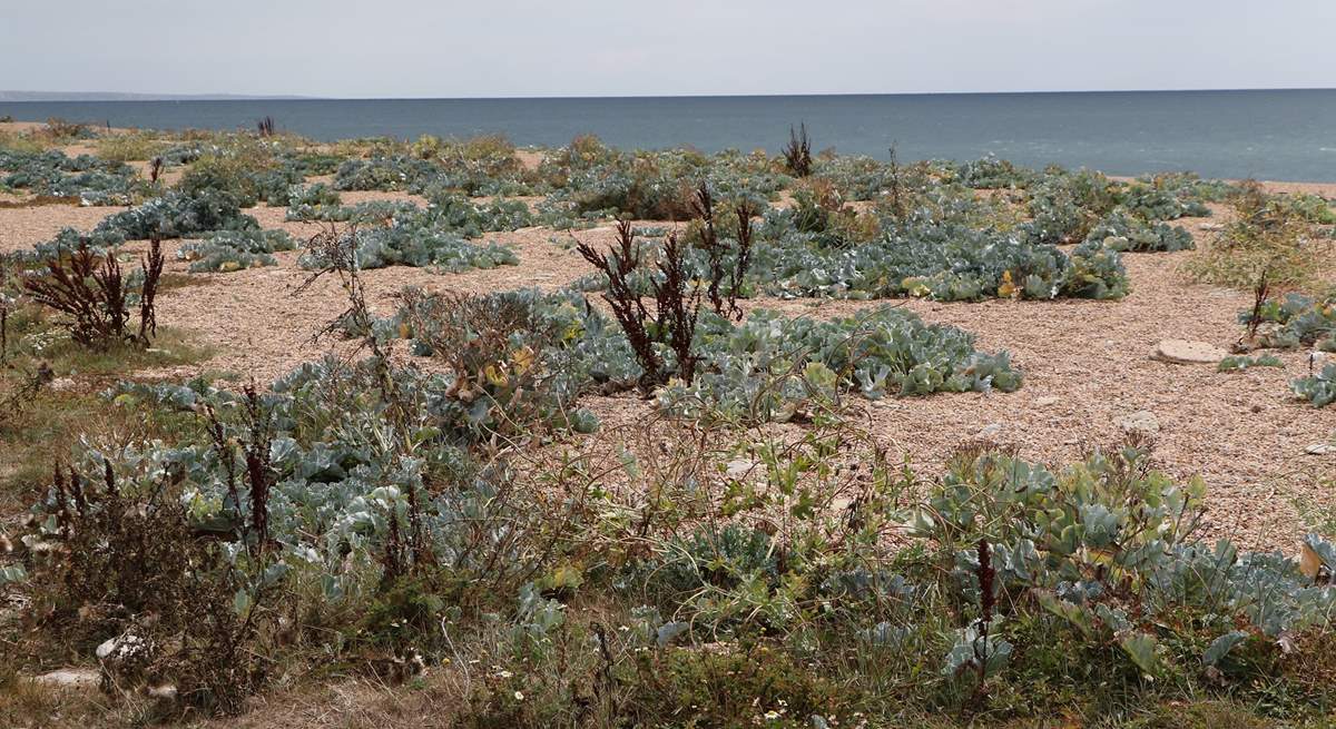 A stunning spectacle of sea cabbages at Codgen Beach.