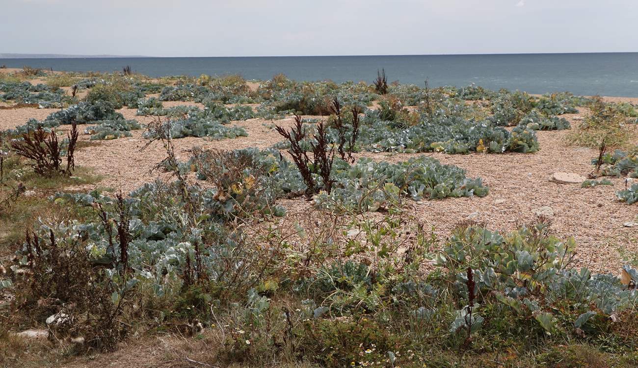 A stunning spectacle of sea cabbages at Codgen Beach.