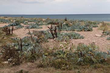 A stunning spectacle of sea cabbages at Codgen Beach.