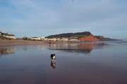 The beaches along the Jurassic Coast have dog friendly areas all year round, and restrictions are then lifted after September.