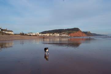 The beaches along the Jurassic Coast have dog friendly areas all year round, and restrictions are then lifted after September.