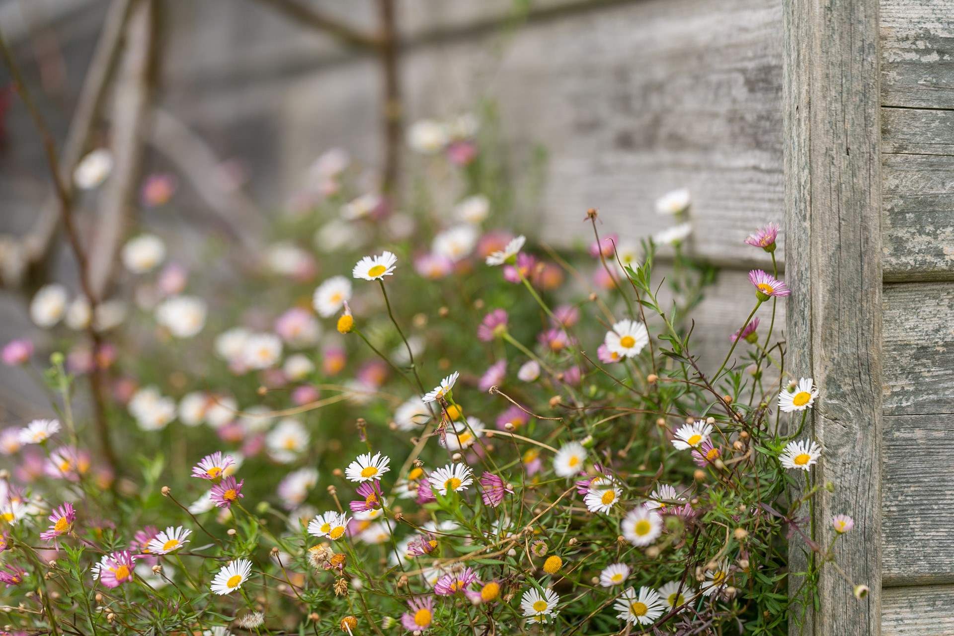 Pretty Erigeron blossoms in the garden.