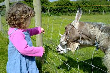 Feeding the goats.