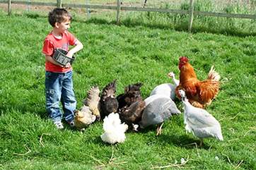 Feeding the chickens...