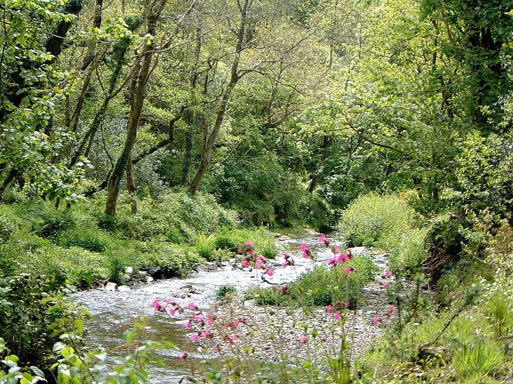 Some of the pretty local scenery - Boscastle has some lovely walks.