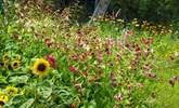 The lovely wild flower patch. - Thumbnail Image