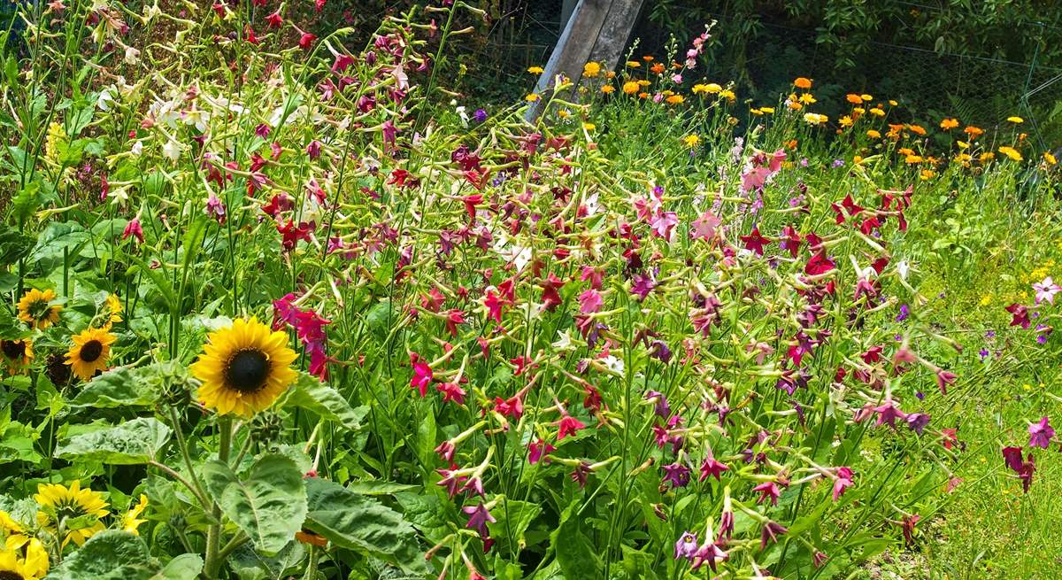 The lovely wild flower patch.