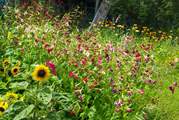 The lovely wild flower patch.
