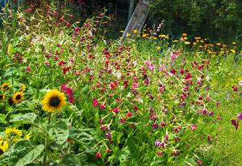 The lovely wild flower patch.