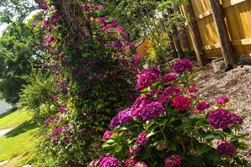 The garden is beautifully planted.