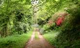 A section of the track to the cottage which wanders through the woods. - Thumbnail Image