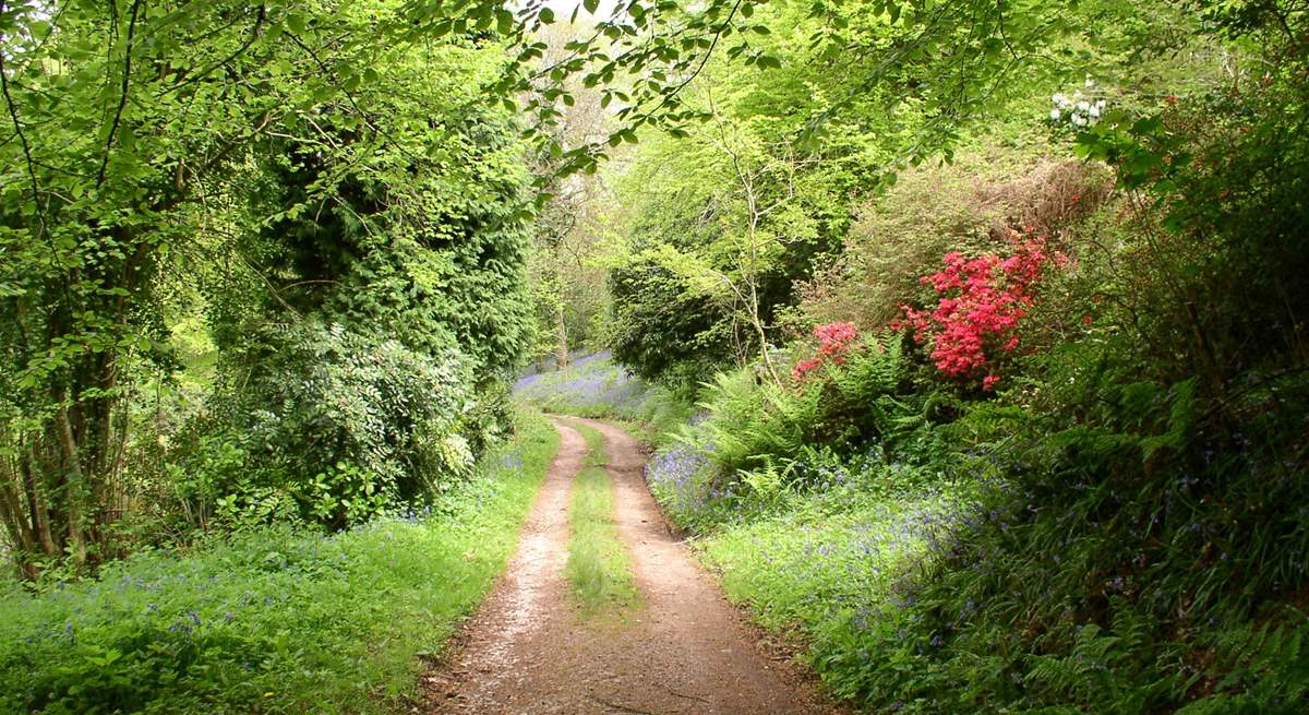 A section of the track to the cottage which wanders through the woods.