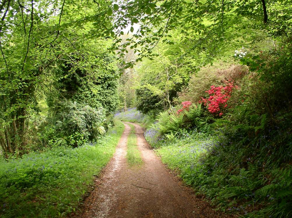 A section of the track to the cottage which wanders through the woods.