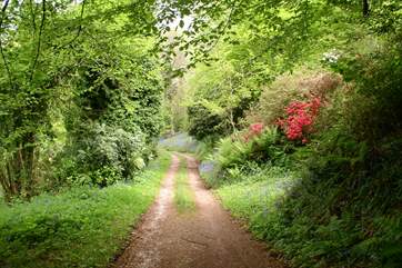 A section of the track to the cottage which wanders through the woods.