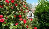 Beautiful camellias in the garden. - Thumbnail Image