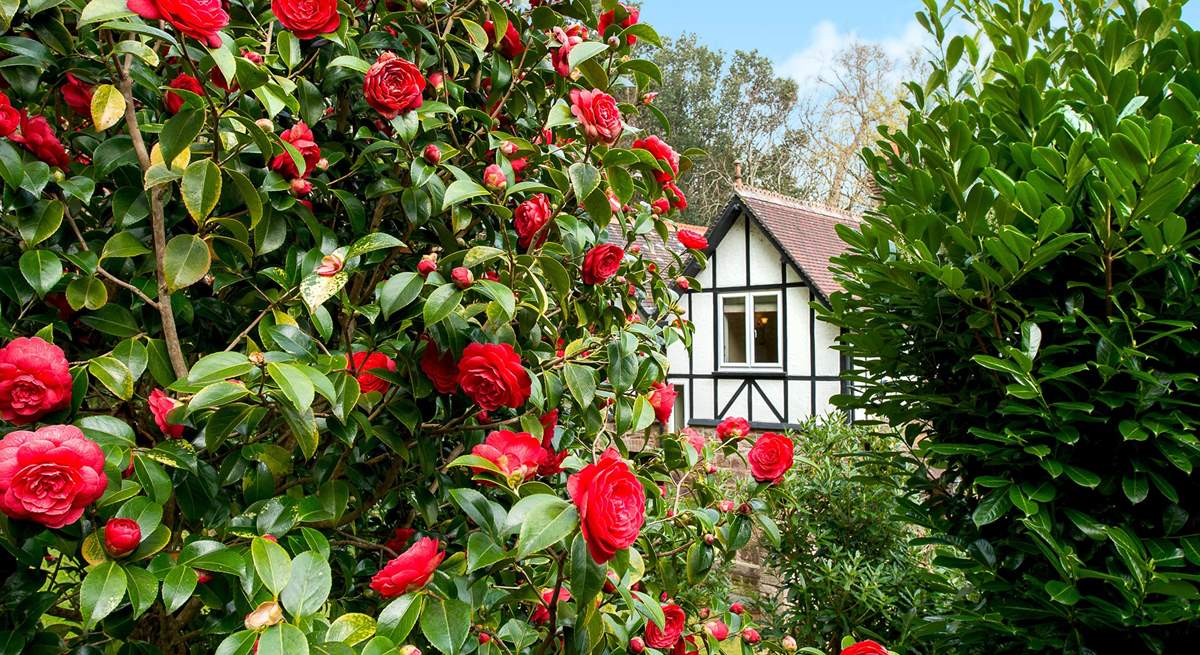 Beautiful camellias in the garden.