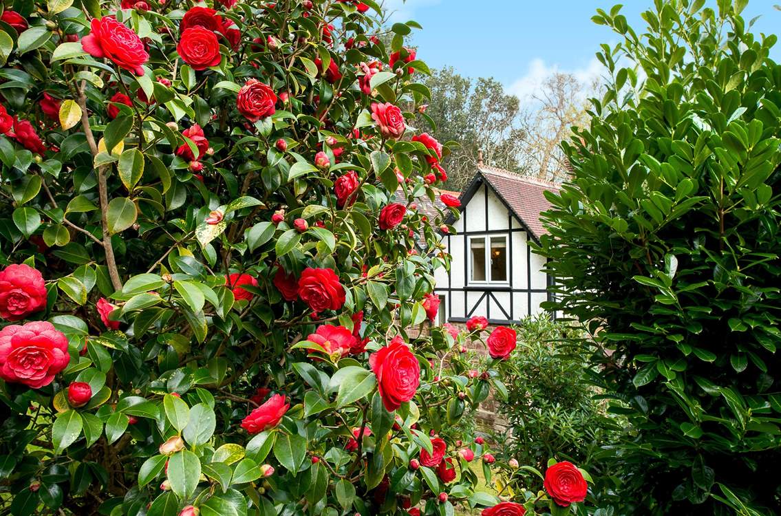 Beautiful camellias in the garden.