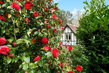 Beautiful camellias in the garden.
