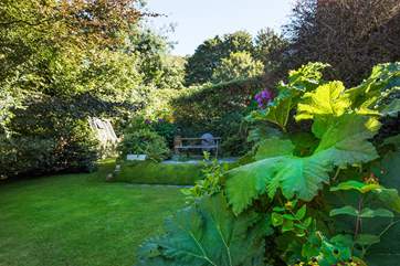 The garden is full of wonderful plants, the Gunnera is magnificent.