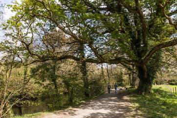 Walk along the River Fowey at Respryn.