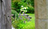 Take a peek through the garden gate. - Thumbnail Image