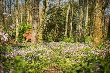 This pretty woodland is a lovely place to wander, especially in the spring and summer months.