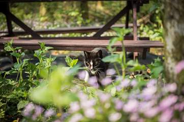 You may spot one of the owners' cats is a shady spot.