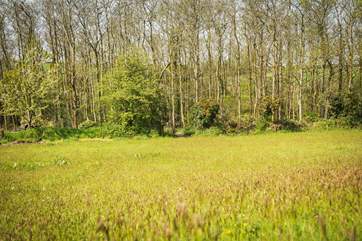 The woodland is yours to explore.