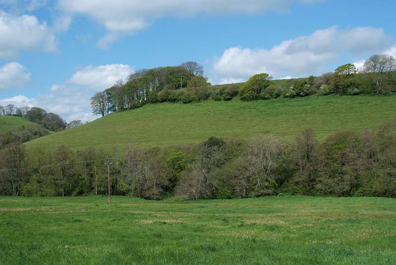This is the pretty hillside directly behind Celtic Blessing, a haunt for buzzards and other wildlife visitors.