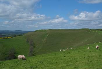 This is iron age Eggardon Hill just a few miles away. A wonderful place for a walk, offering panoramic views.