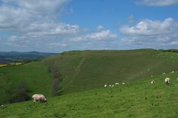 This is iron age Eggardon Hill just a few miles away. A wonderful place for a walk, offering panoramic views.