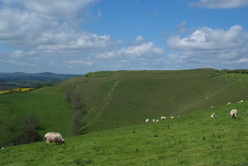 This is iron age Eggardon Hill just a few miles away. A wonderful place for a walk, offering panoramic views.