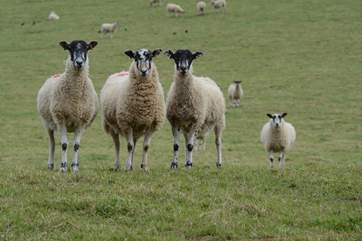 These inquisitive girls in the field opposite Celtic Blessing add to the rural appeal of the area.
