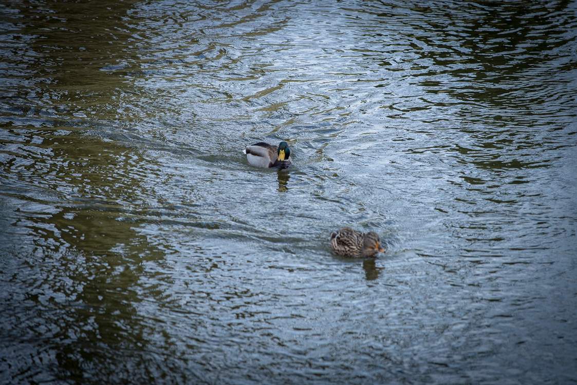 You'll see ducks and swan out on the water.