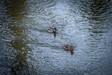 You'll see ducks and swan out on the water.