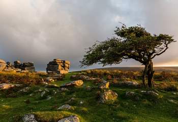 Why not lace up those walking boots and head to the wilds of Dartmoor. 