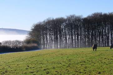 Princess and Poppy in the field on a misty morning.