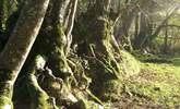 Tree lined footpaths meander throughout the owners' land. - Thumbnail Image