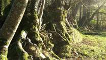 Tree lined footpaths meander throughout the owners' land.