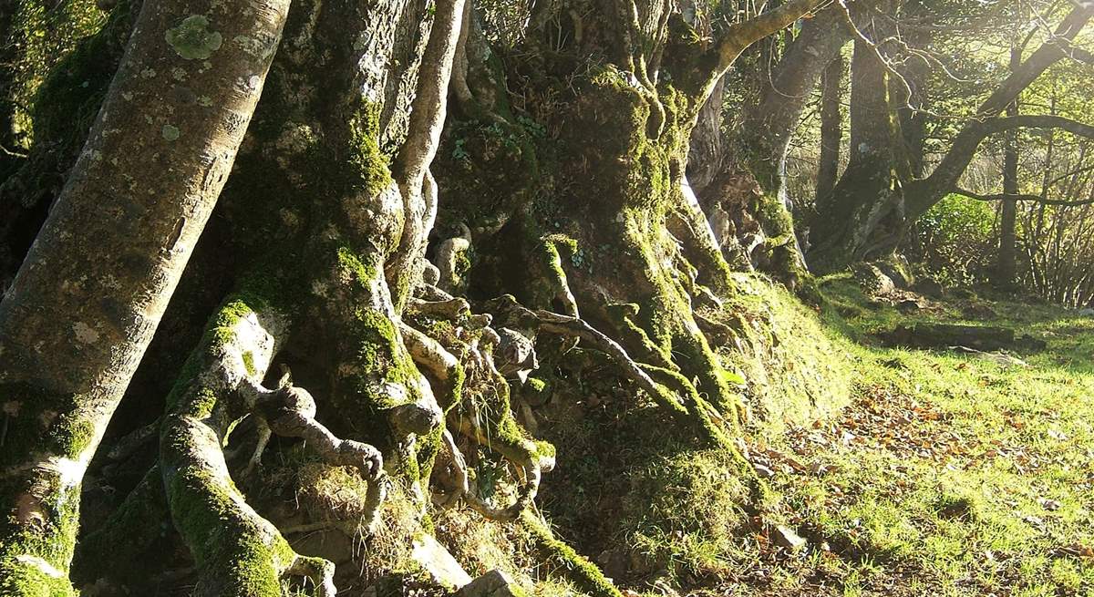 Tree lined footpaths meander throughout the owners' land.