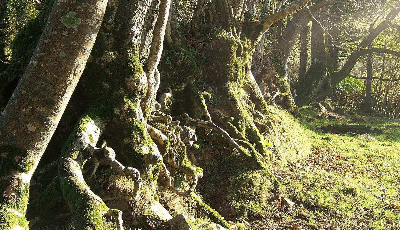 Tree lined footpaths meander throughout the owners' land.