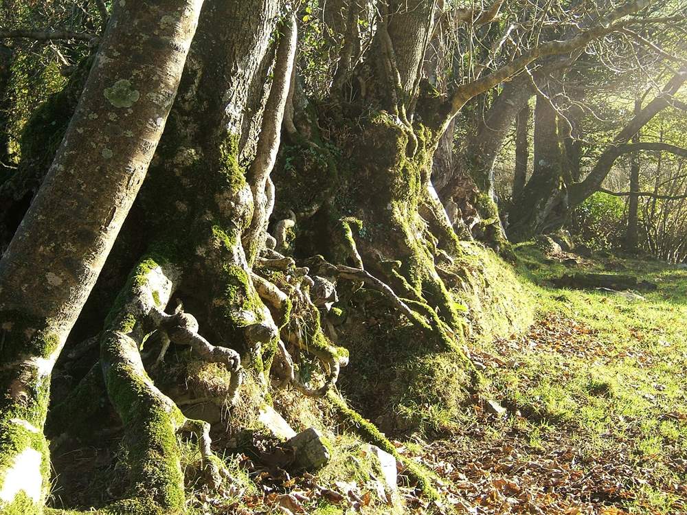Tree lined footpaths meander throughout the owners' land.