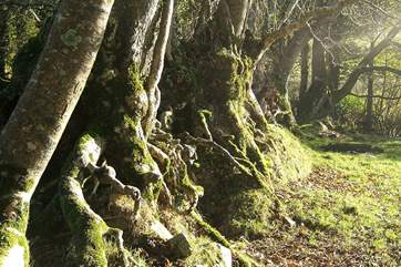 Tree lined footpaths meander throughout the owners' land.