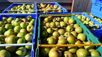 Freshly picked apples.