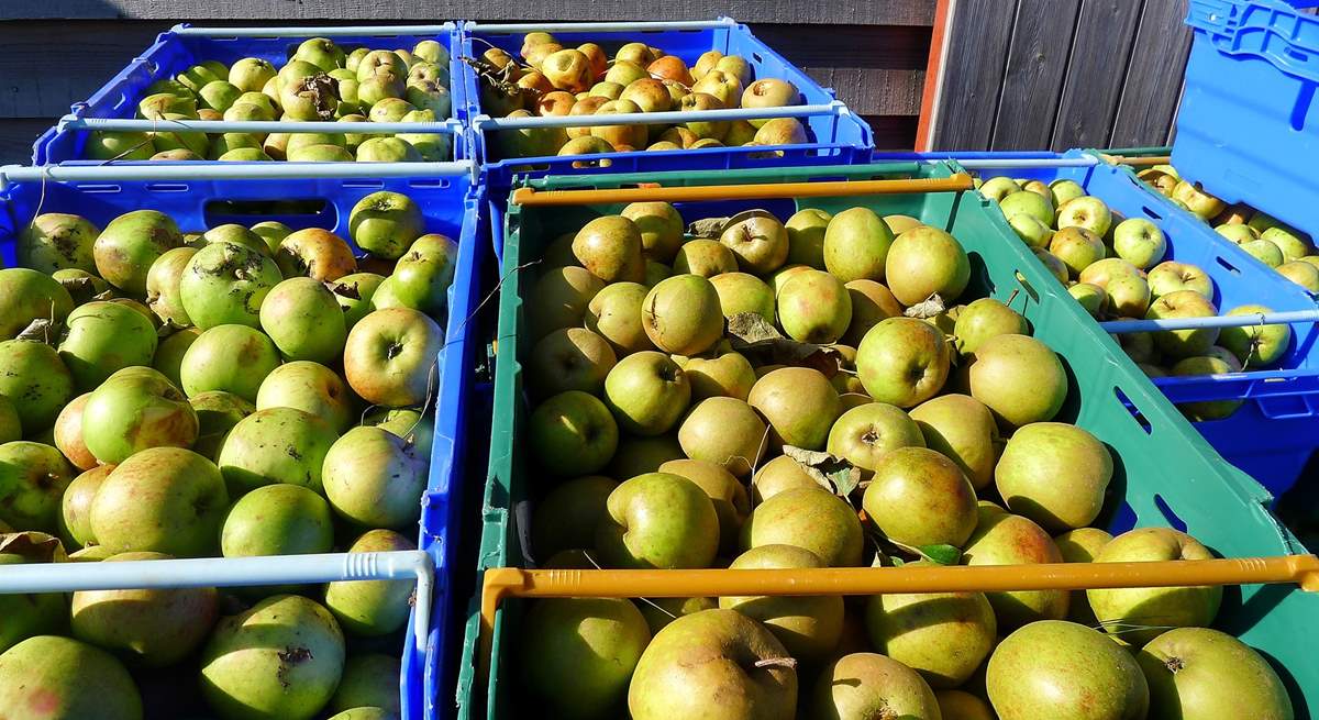 Freshly picked apples.