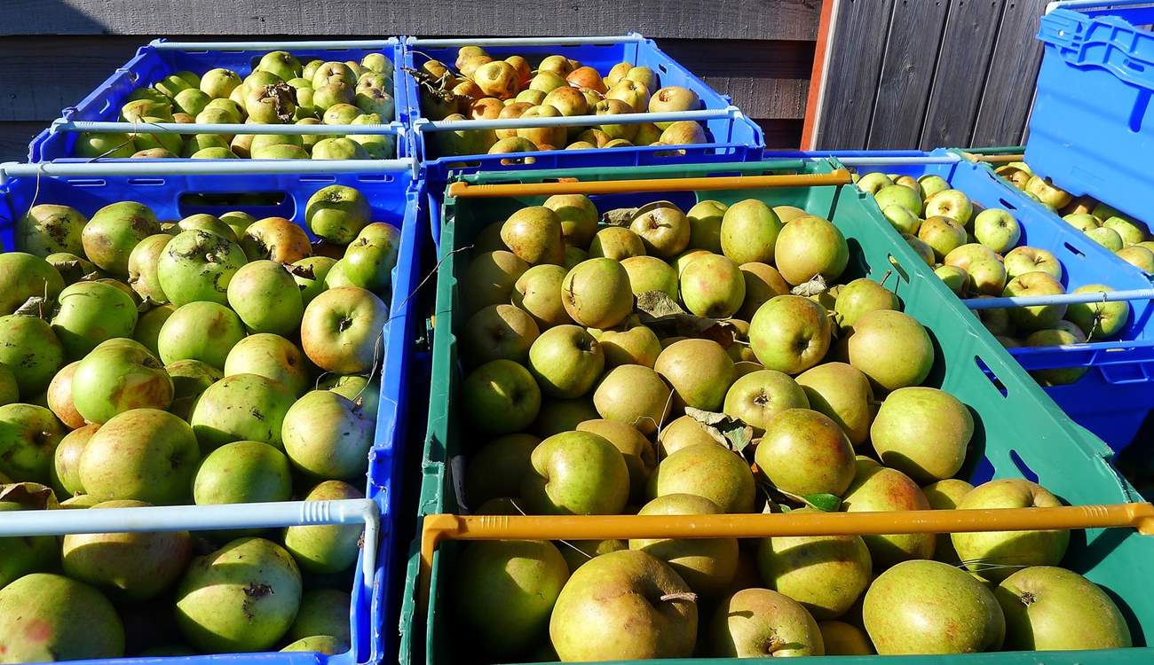 Freshly picked apples.